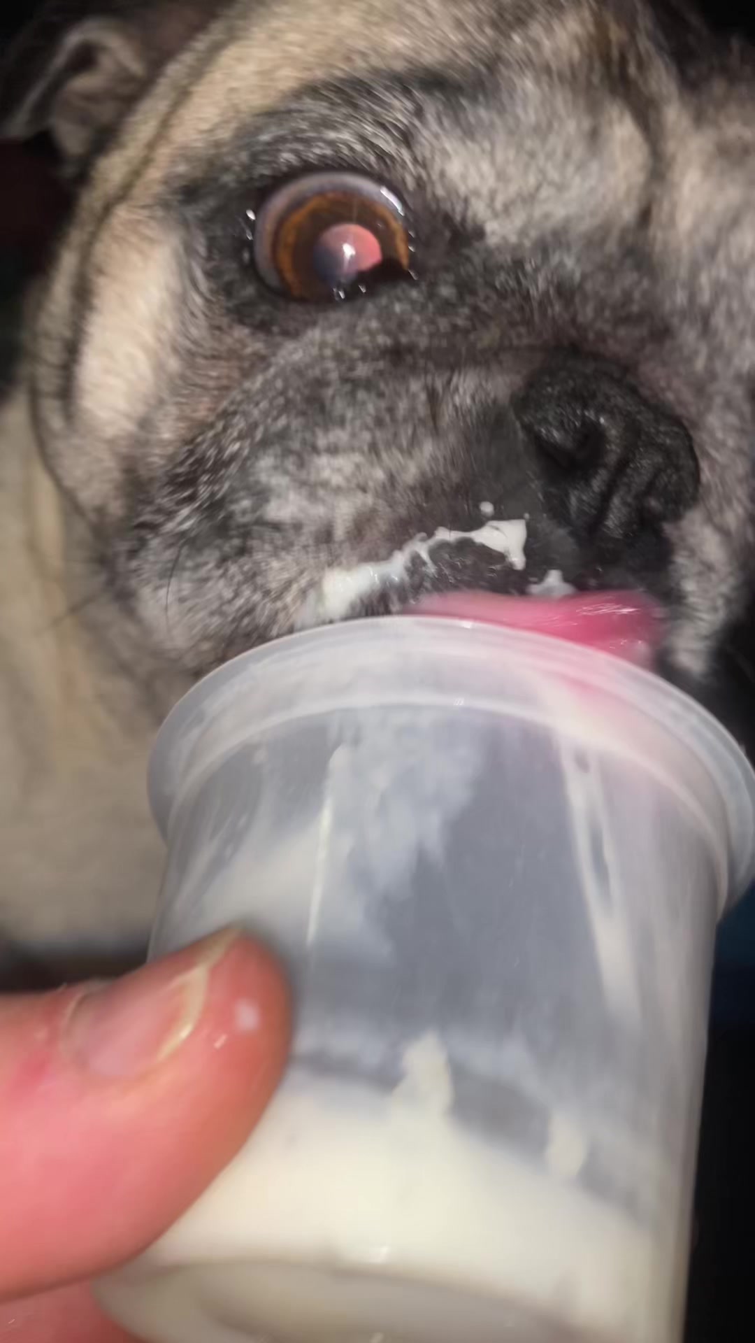@pugloversuperhero