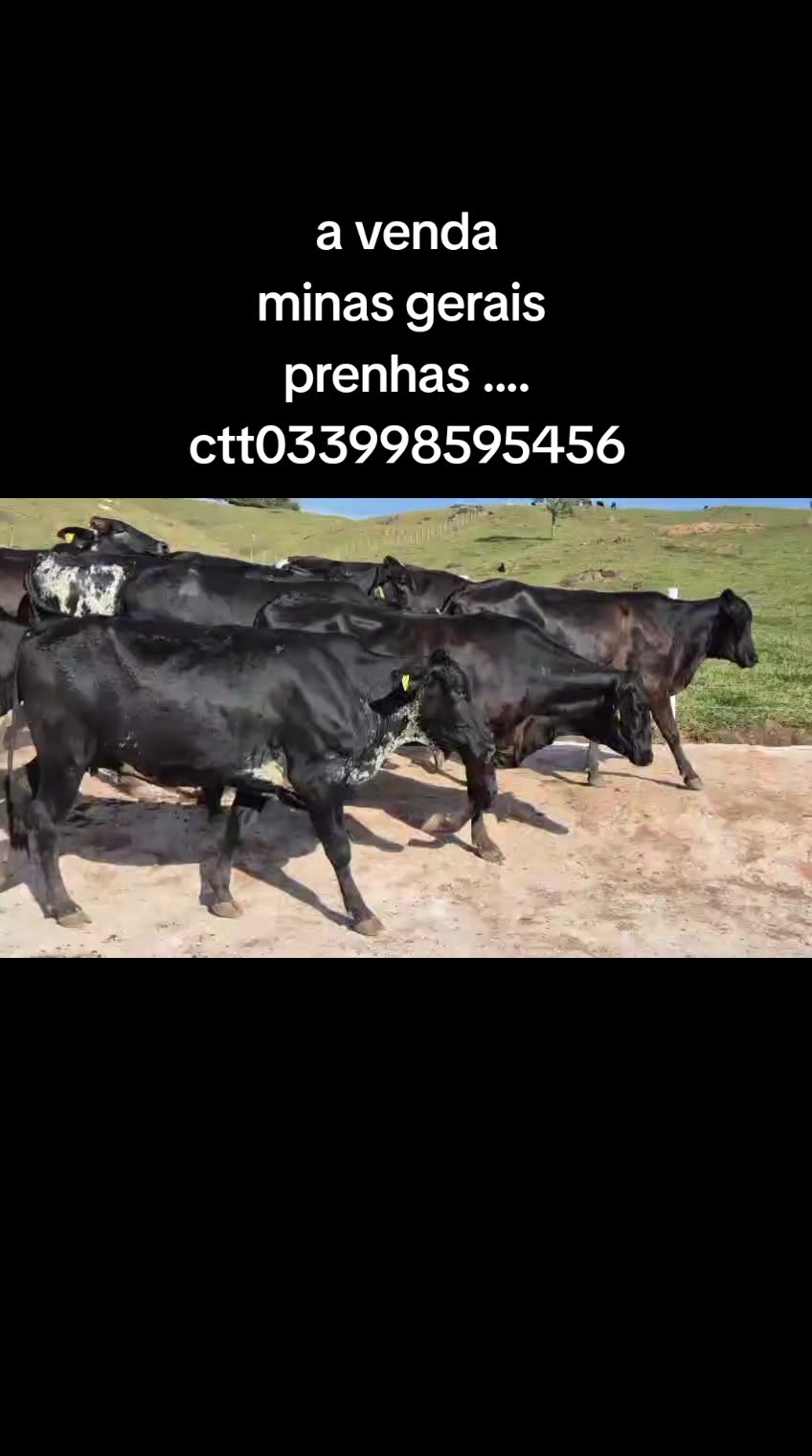 @marketing_do_gado