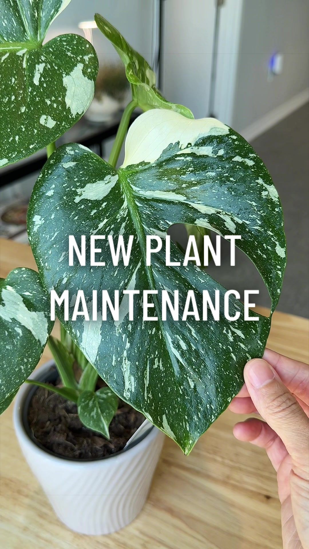 @gardeningindoors