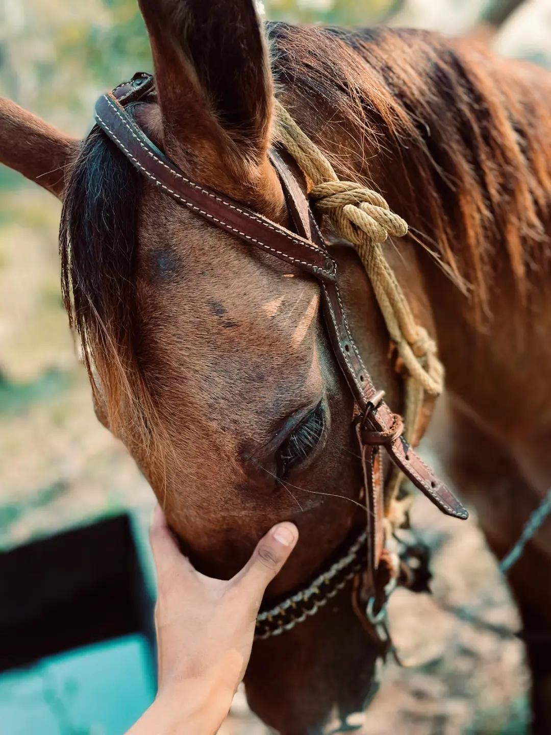@Erwin P&eacute;rez 🐎🤠✨