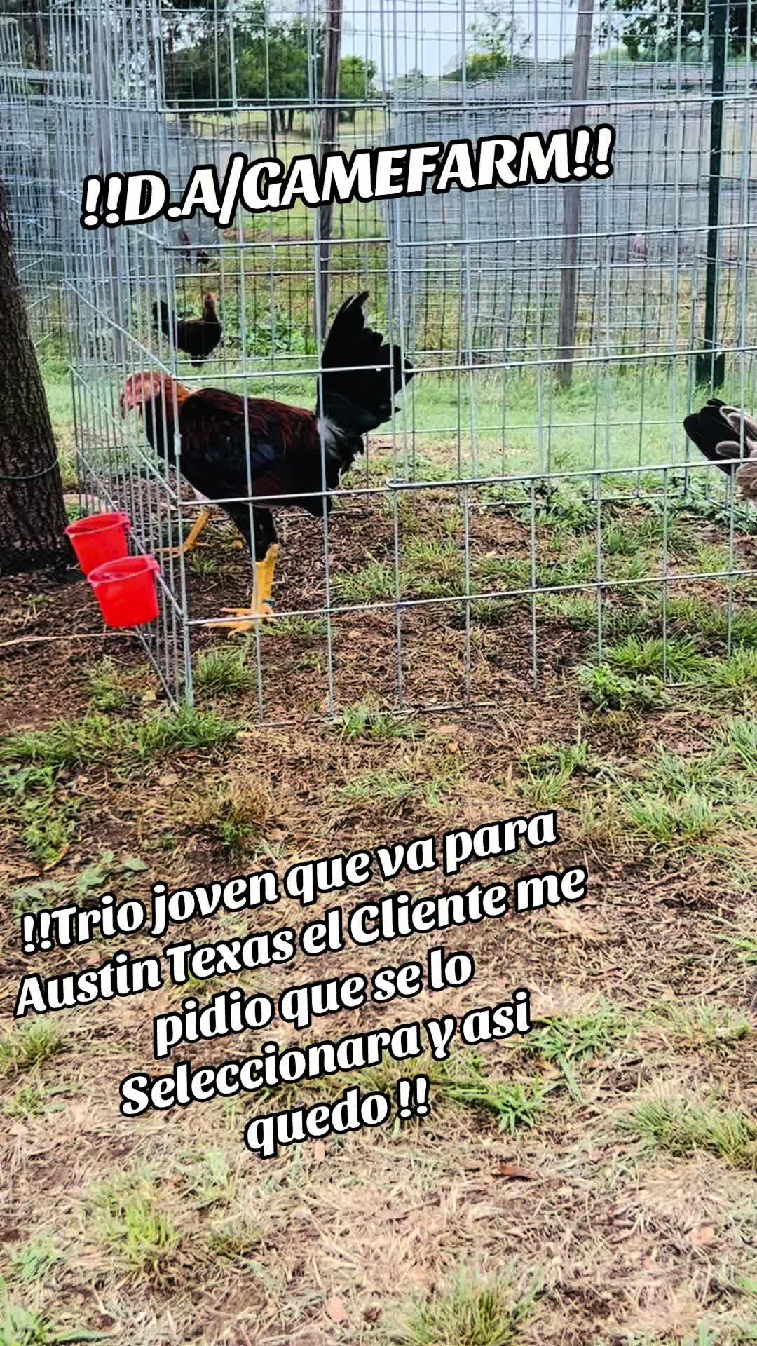 @DAgamefarm