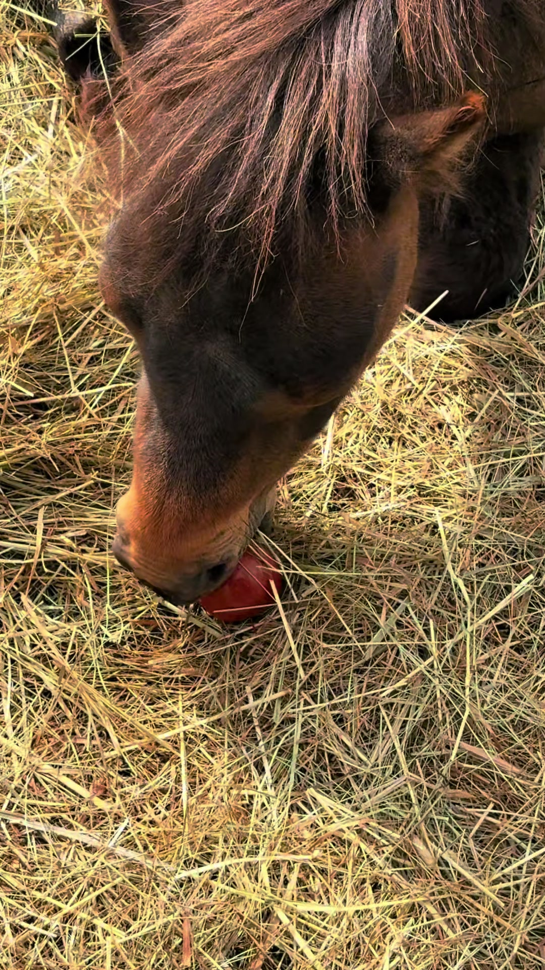 @Ferally Fowl Farmstead
