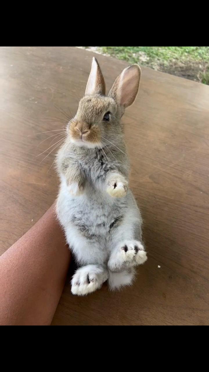 @HappyHoppersRabbitry