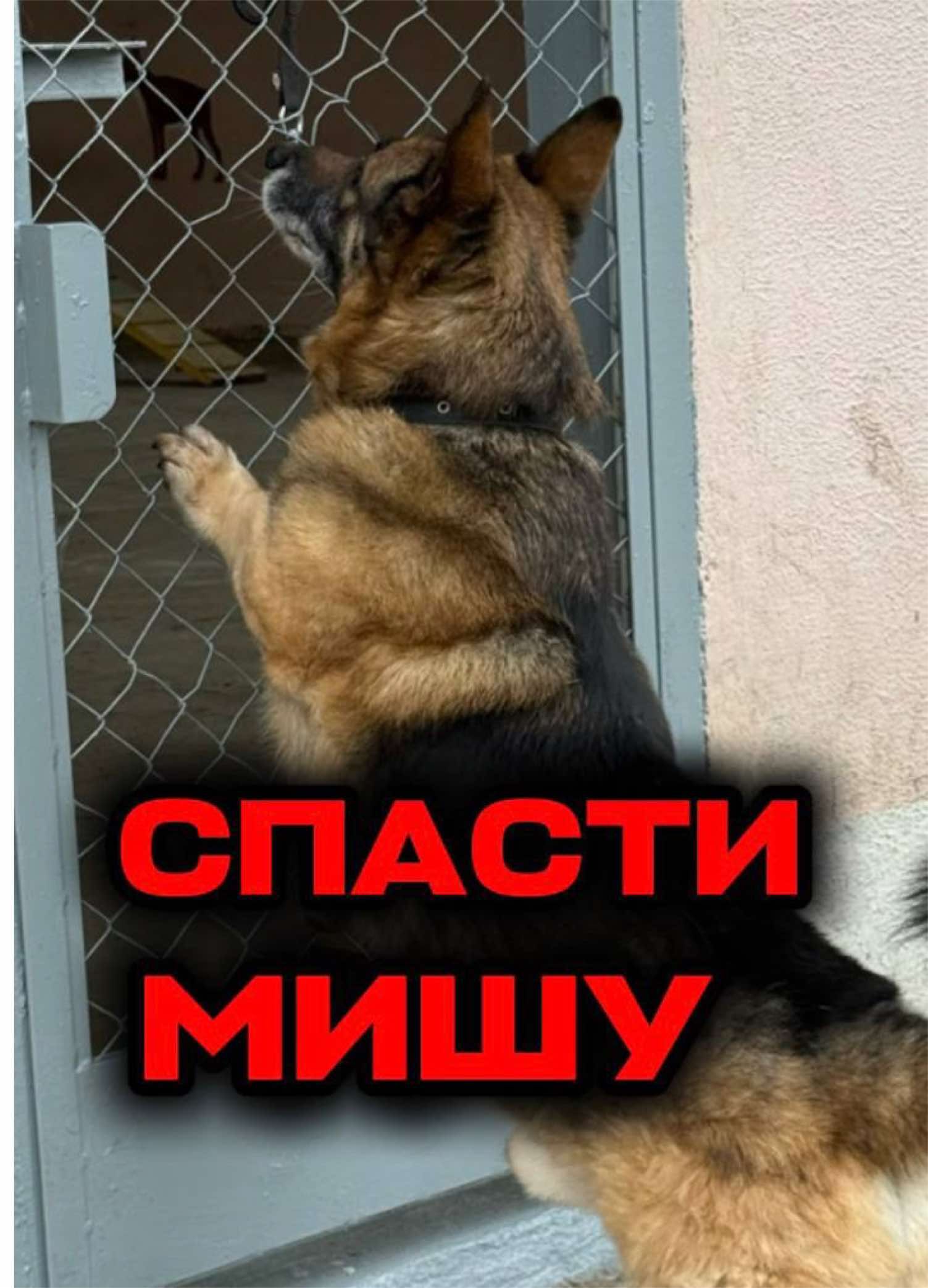 @help_animals_belarus