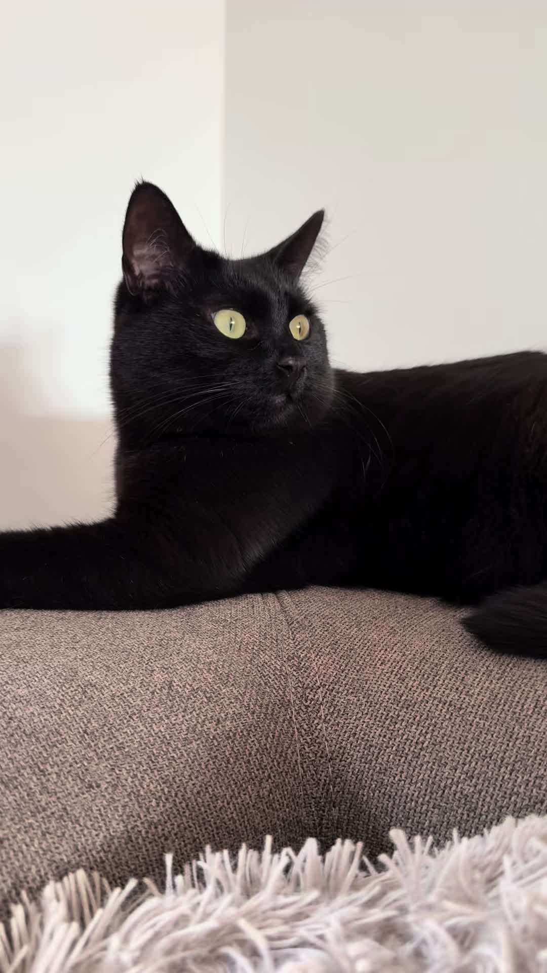 @Nala & Simba