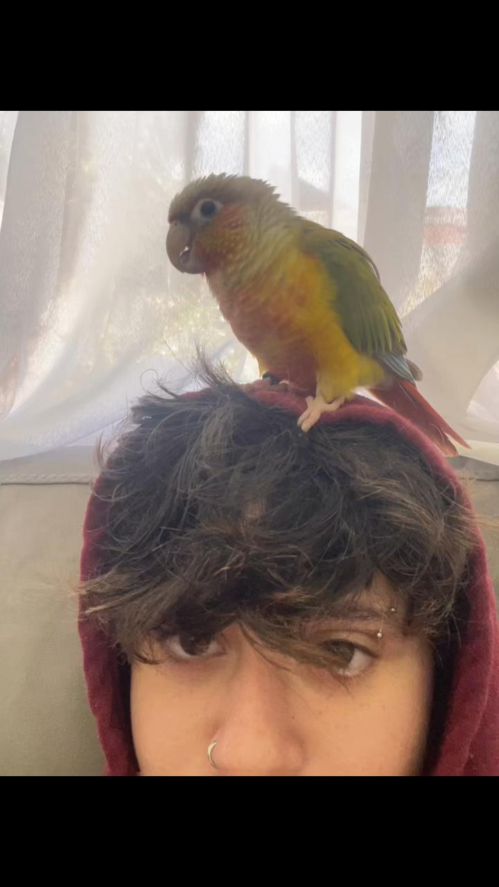 @Niv_💜💚