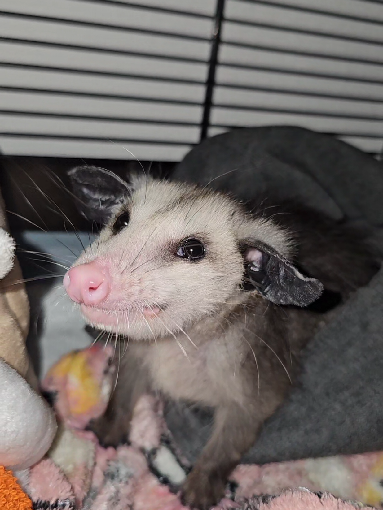 @OPOSSUMDAWGMOM