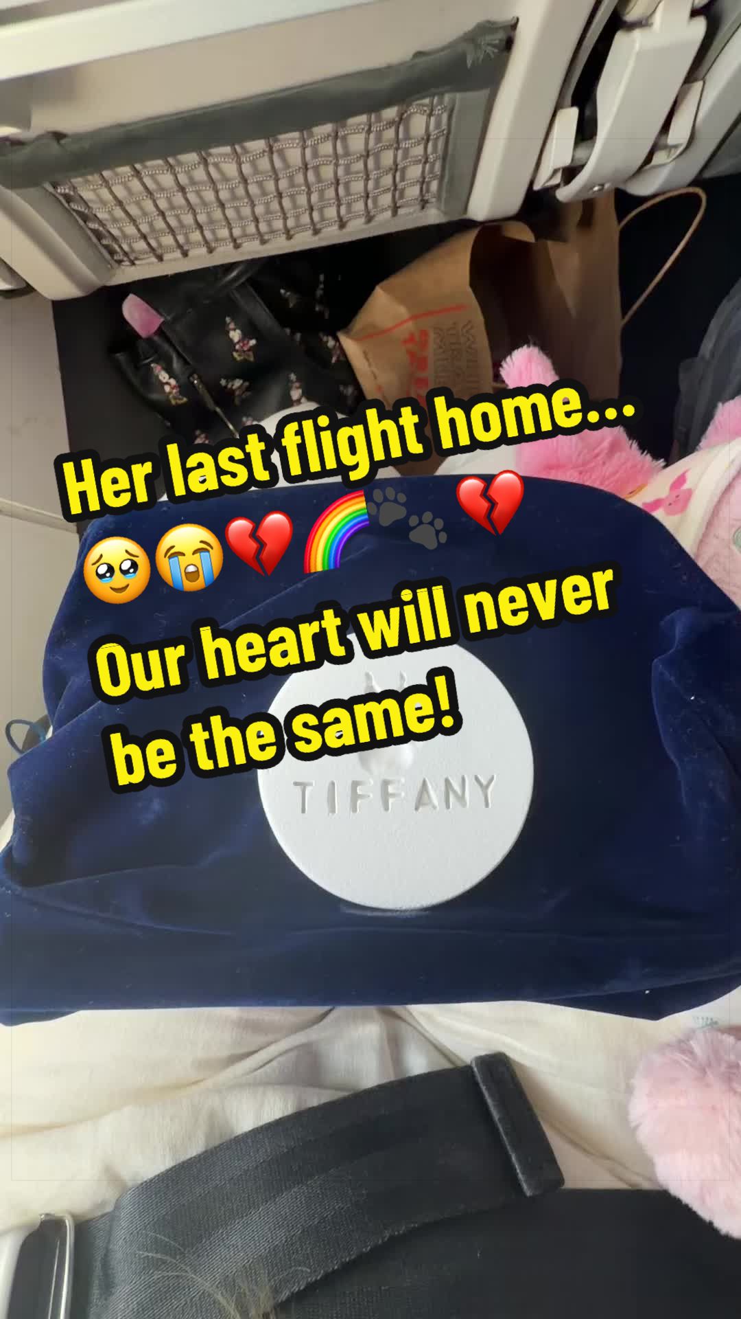 @Tinytiffytheteacupchihuahua
