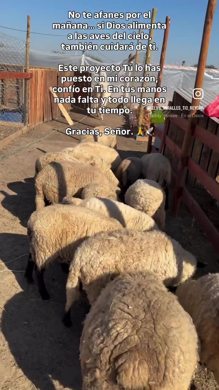 @Felipe miralles Tío Reycar