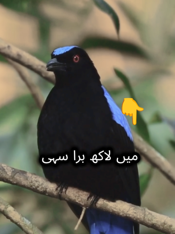 @عکس تحریر