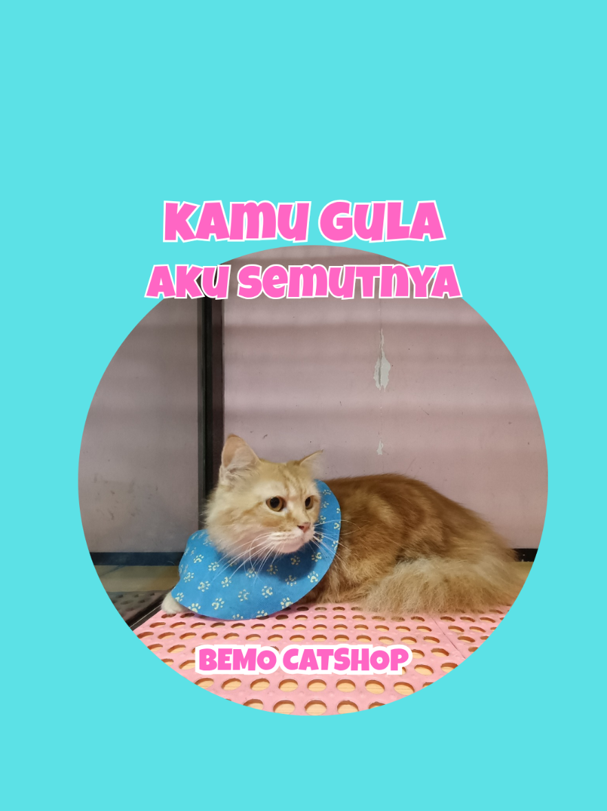 @Bemo Catshop