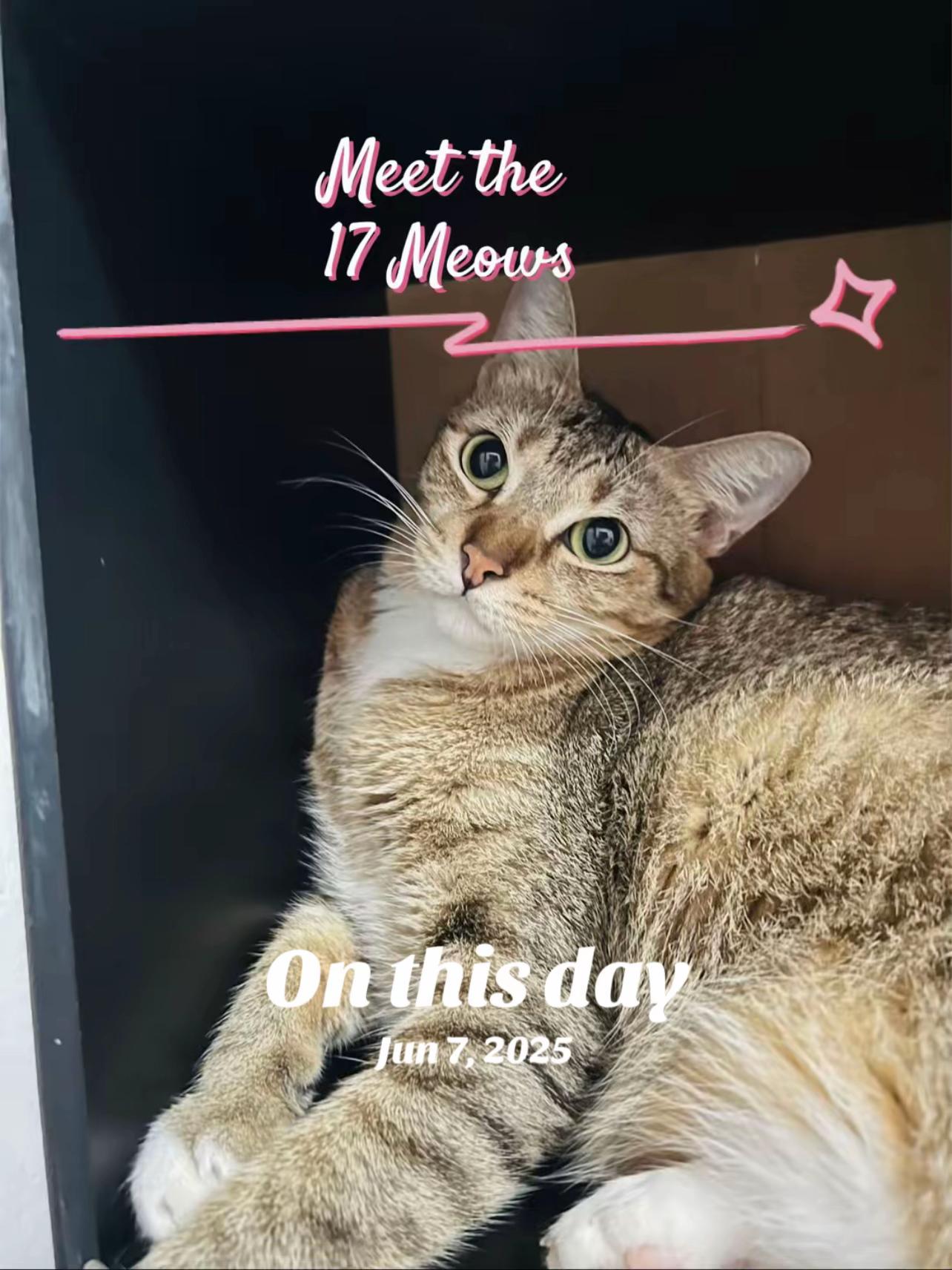 @17meows