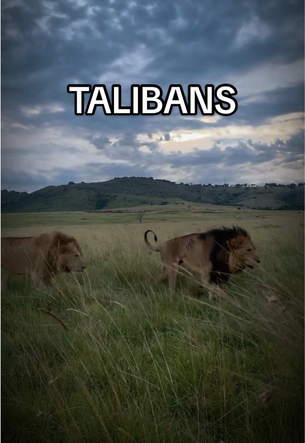 @𝓝 𝓪 𝓲 【Lion Expert】