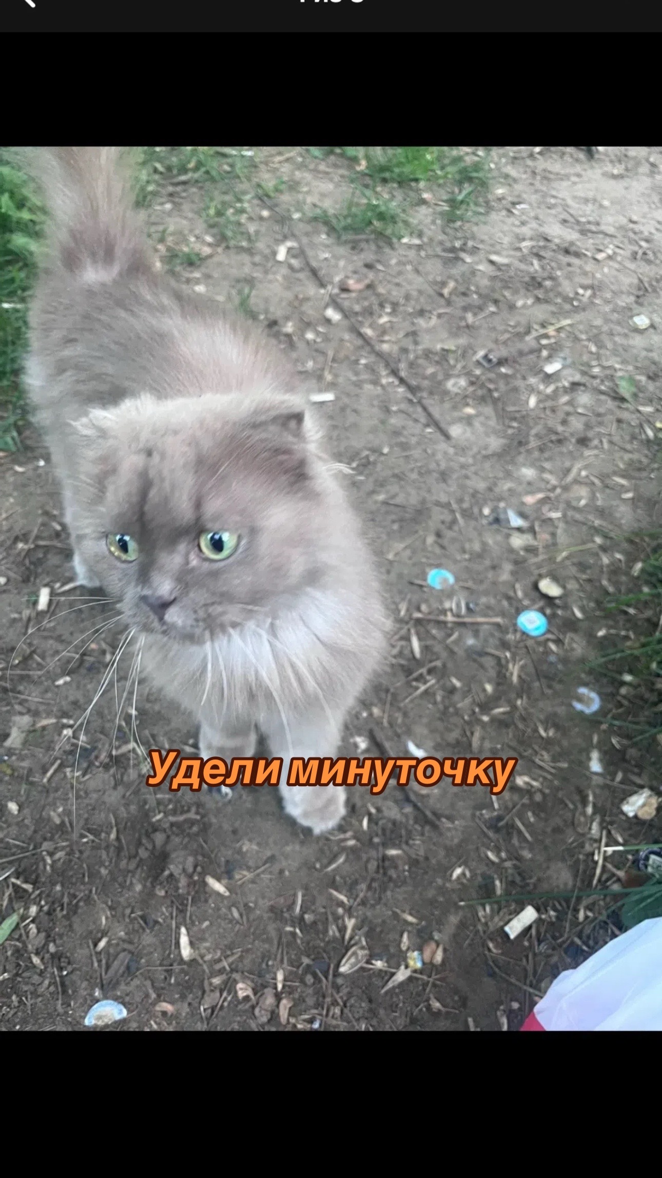 @Приют Потеряшка