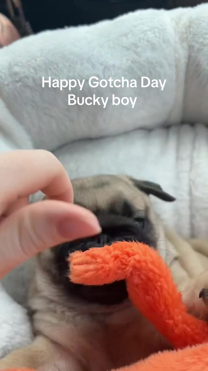 @thewinterpug