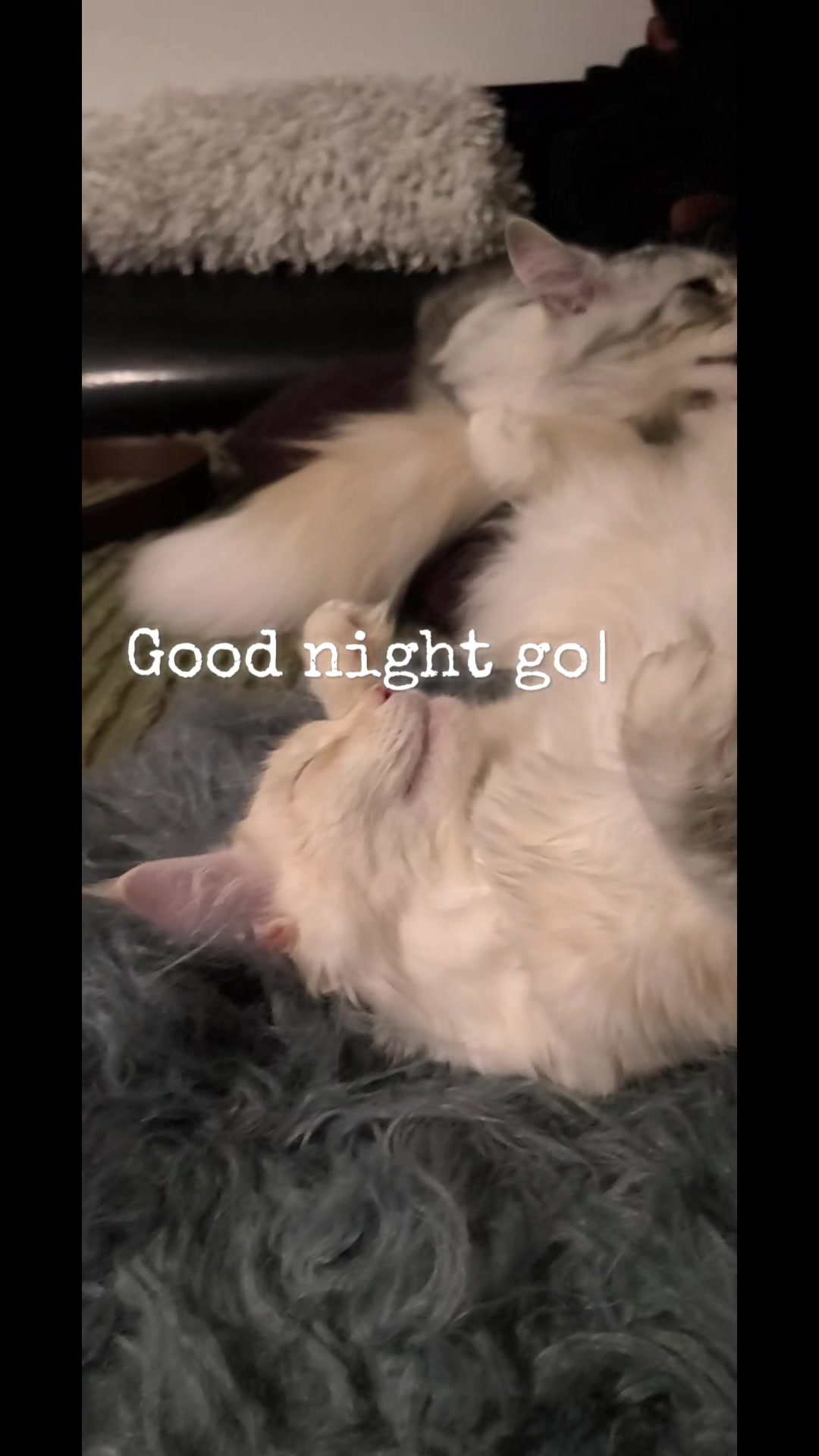 @Art Catelier Maine Coon UK