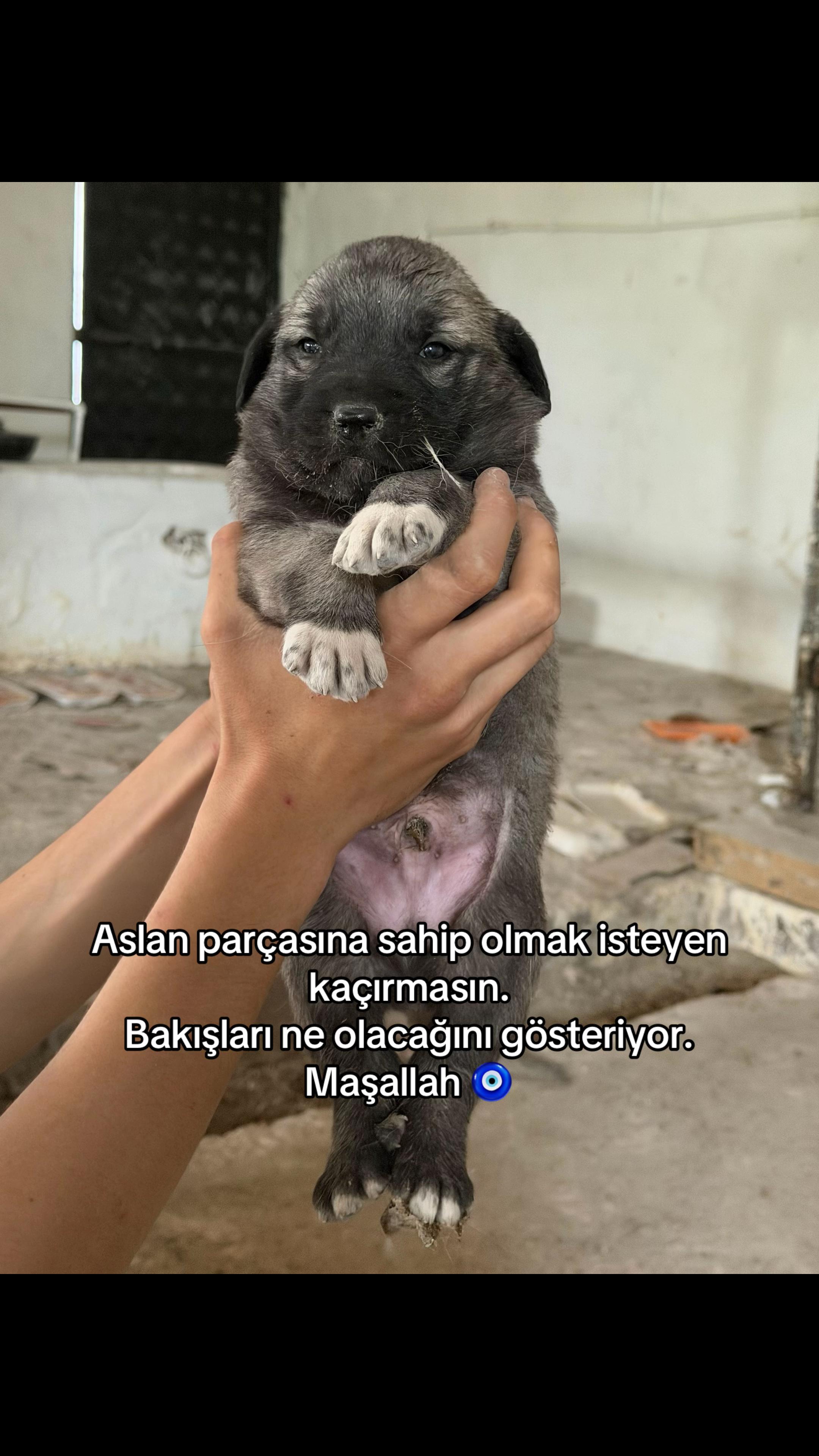 @Efe’nin KaraAslanları