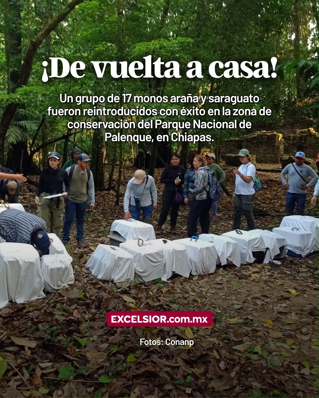 @Periódico Excélsior