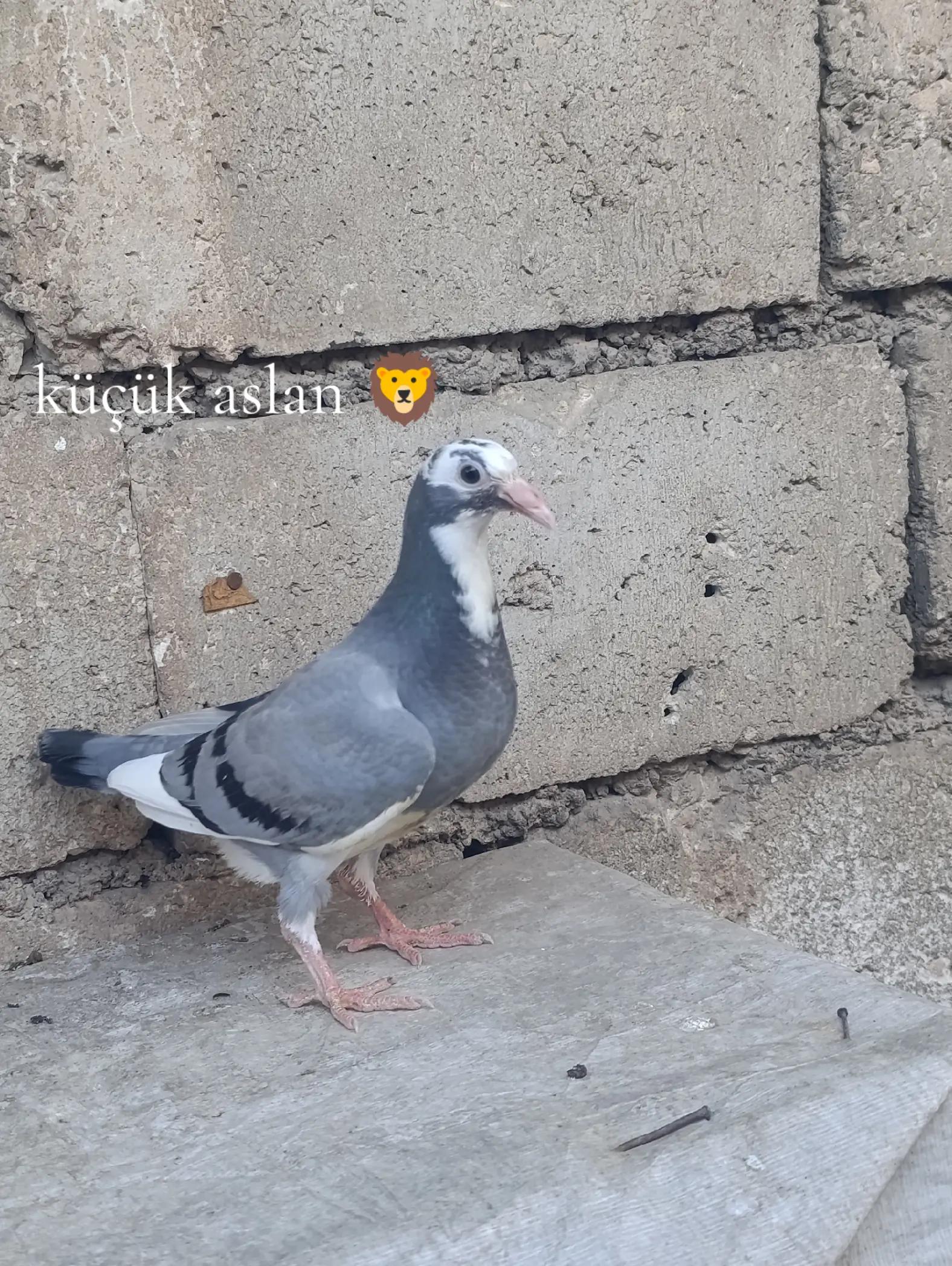 @Hasan &Ccedil;i&ccedil;ek 63
