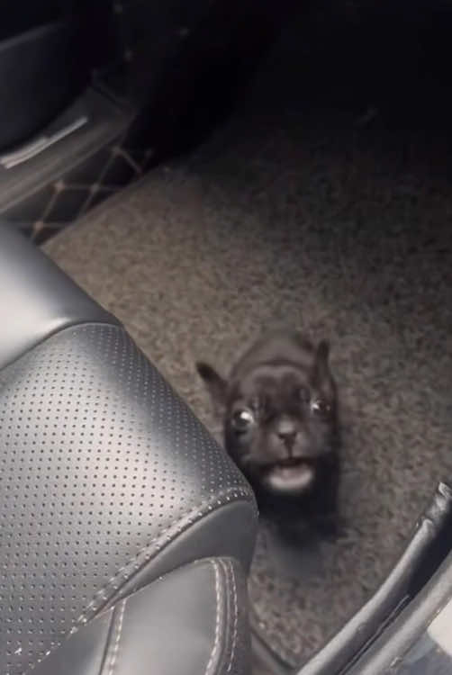 @cuteanimals472
