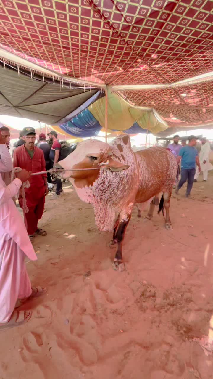 @Shah Goat Farm