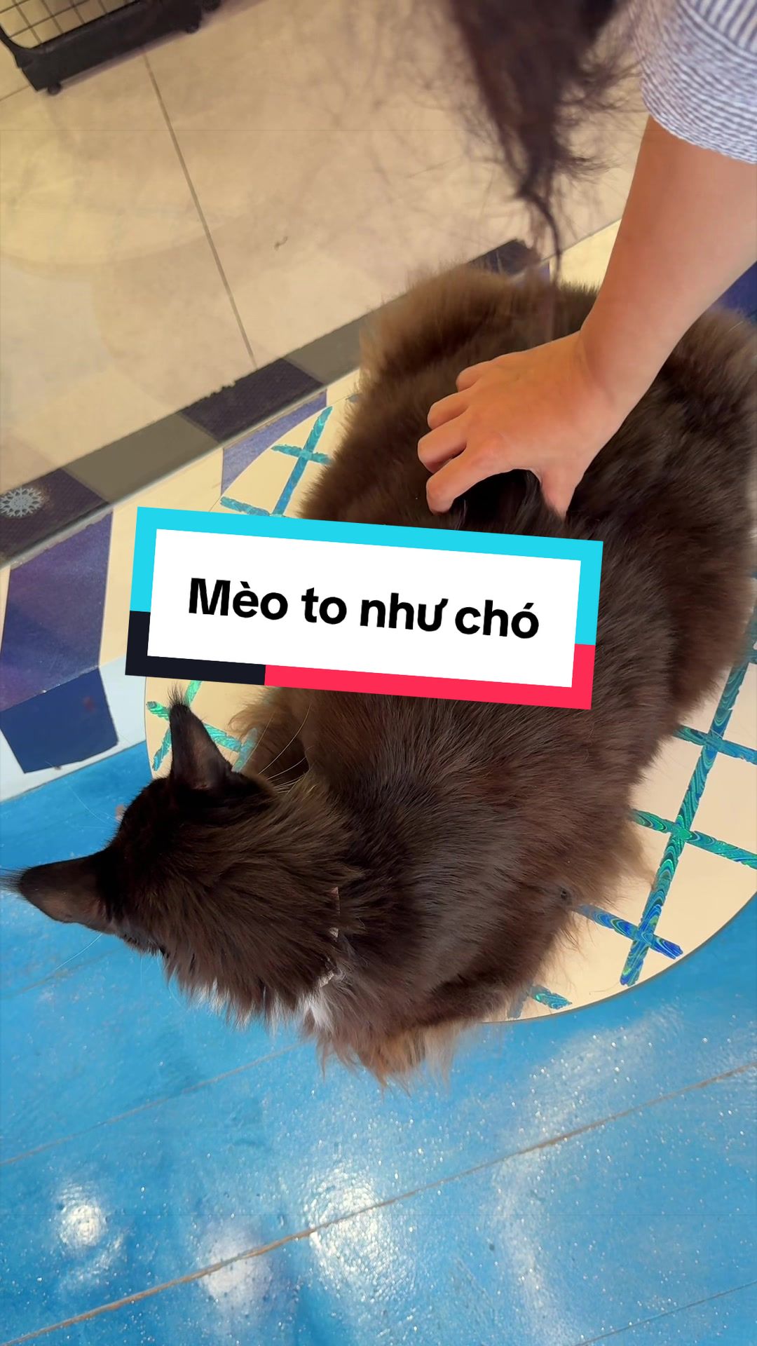 @Catfe 🐱