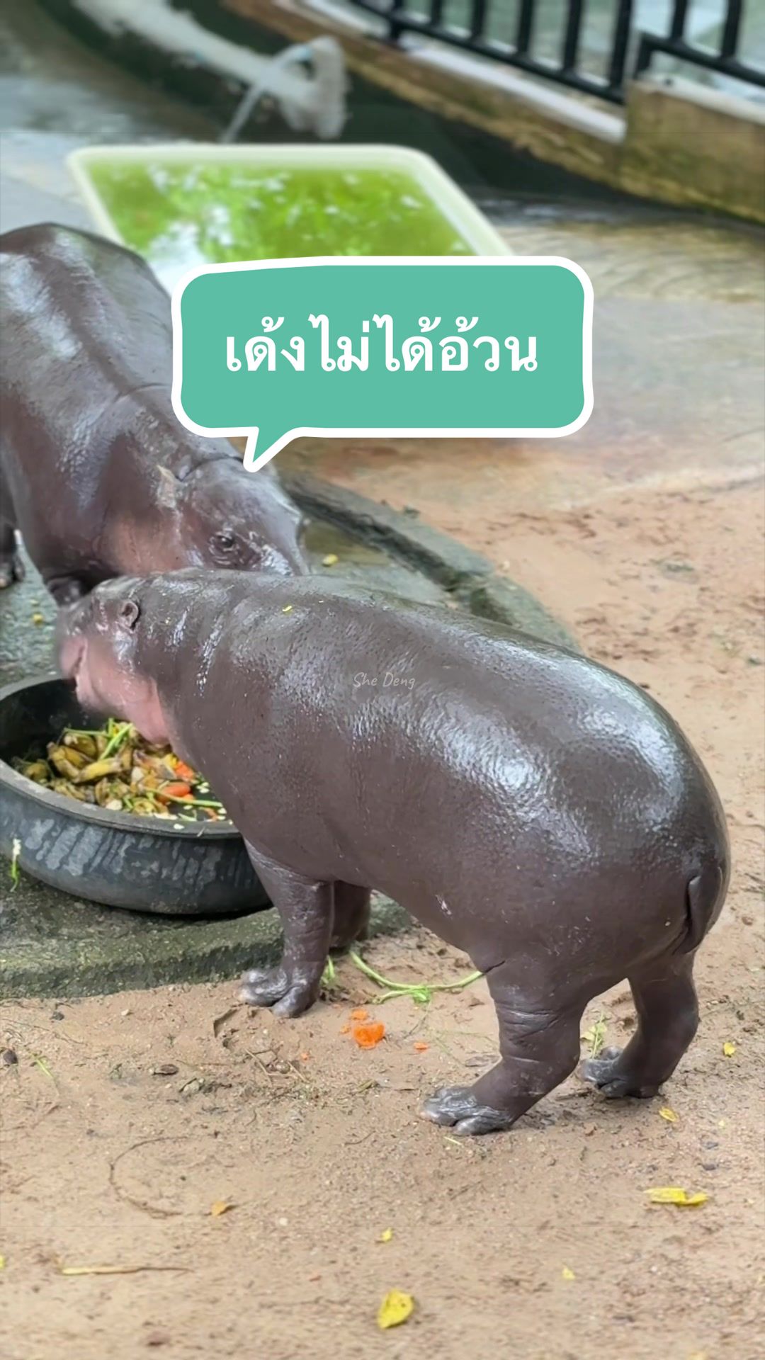 @She Deng