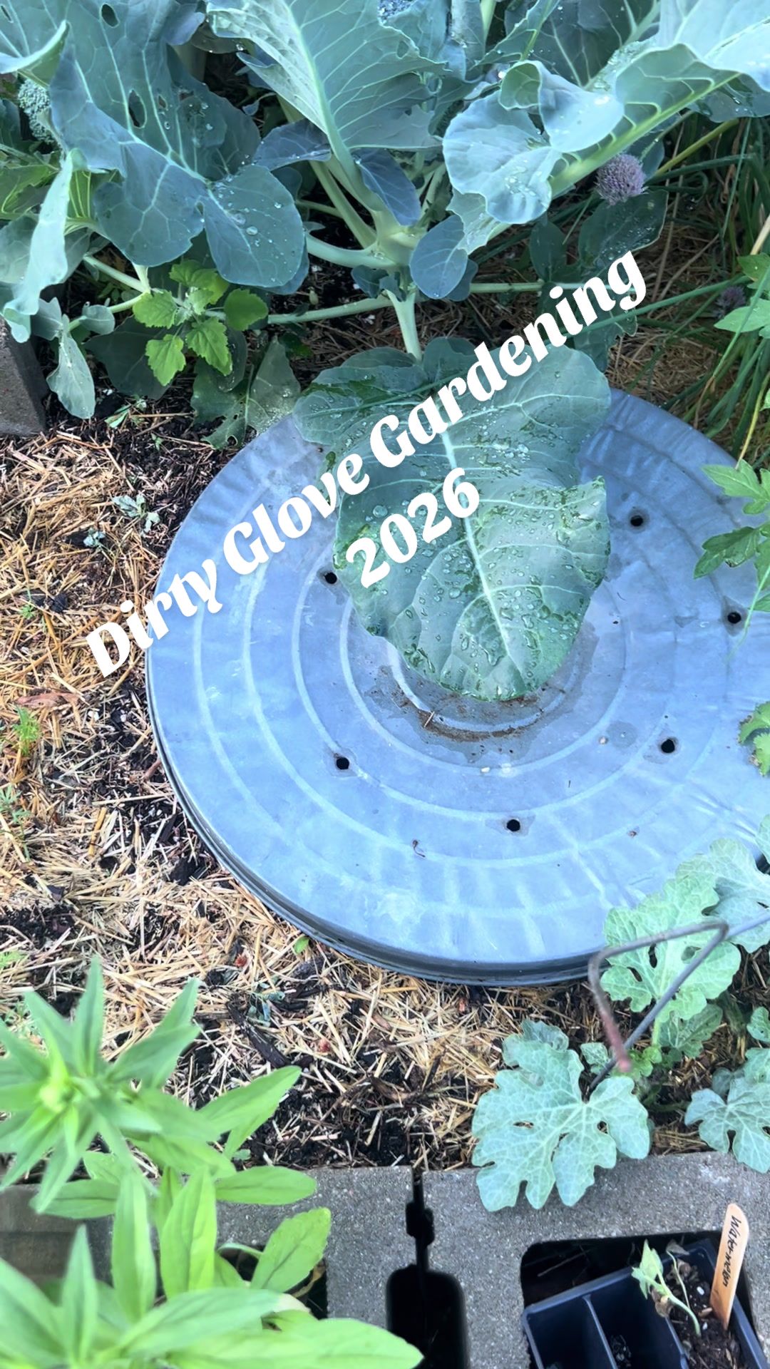 @DirtyGloveGardening👨🏾🌾