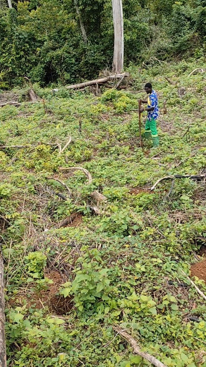 @Dem's Agroforestry Consulting