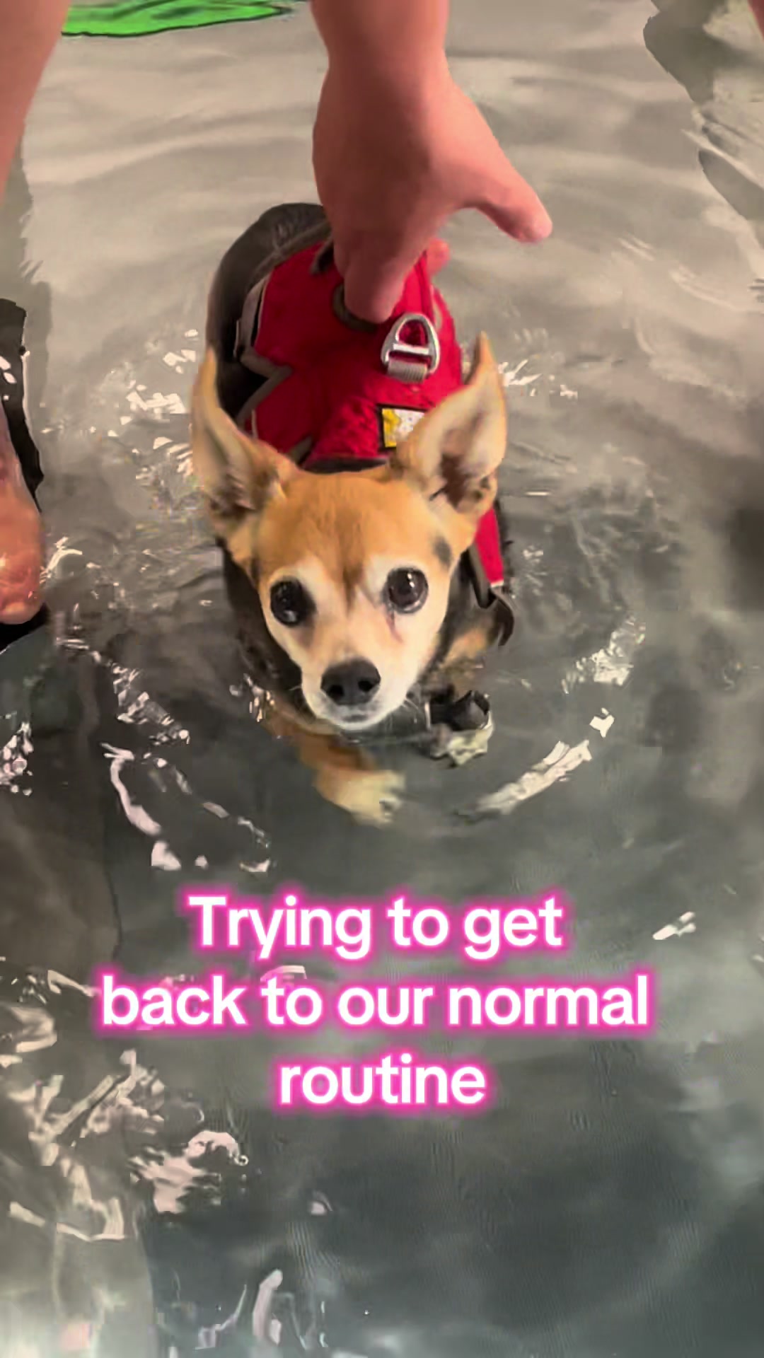 @diddydogz
