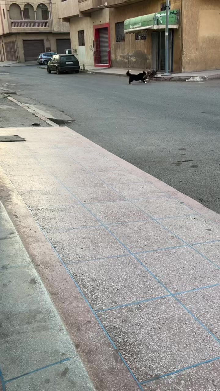 @canicorsoftmalinois