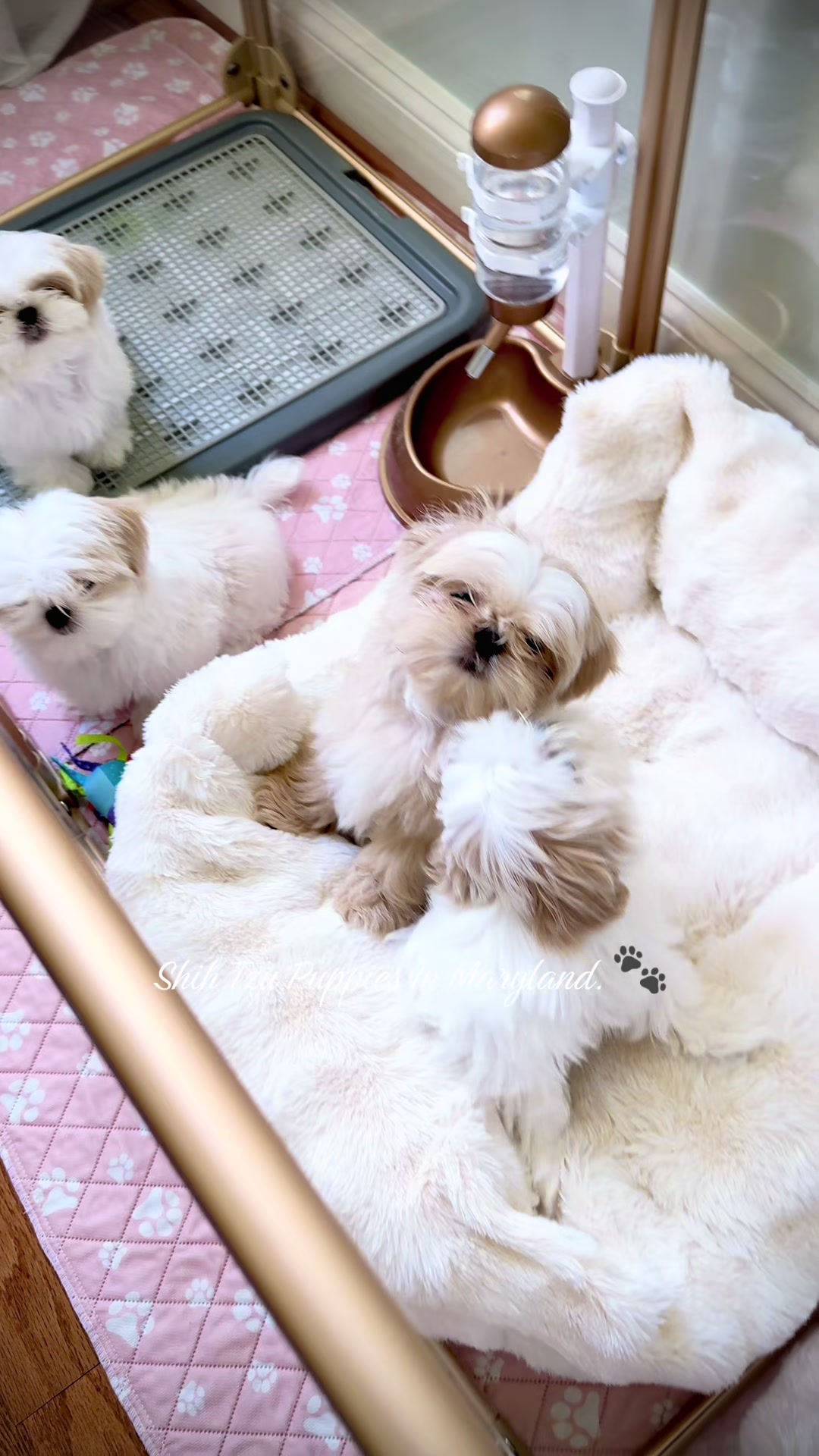 @Shih Tzu Puppies in Maryland