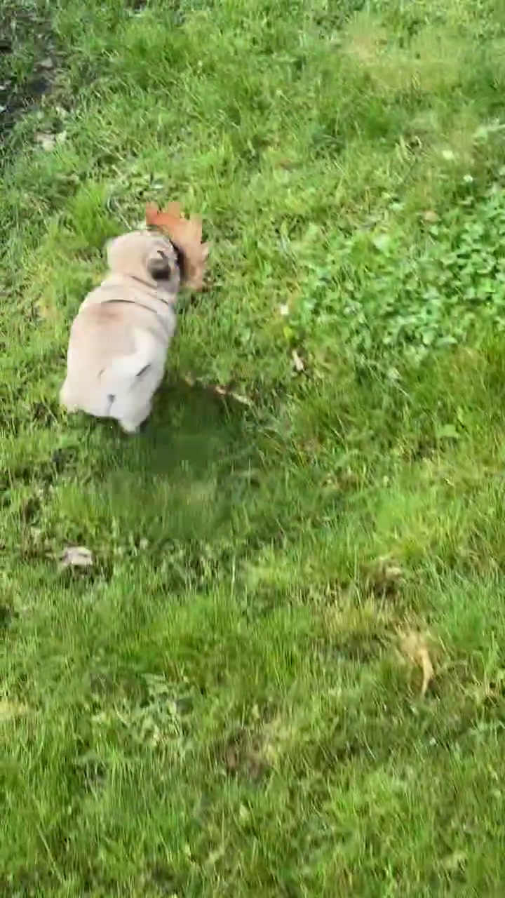 @thewinterpug