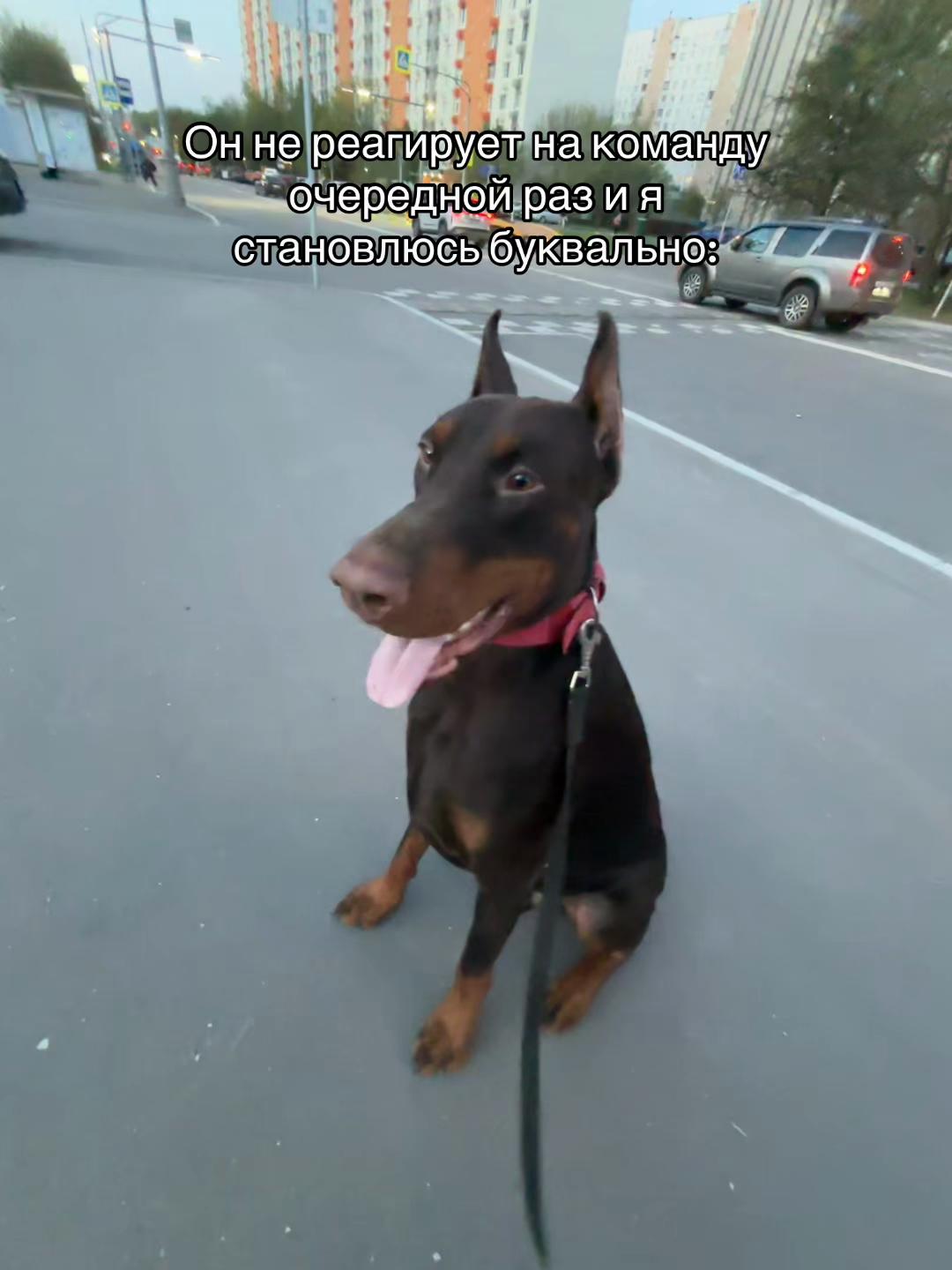 @ereeey_big.dog