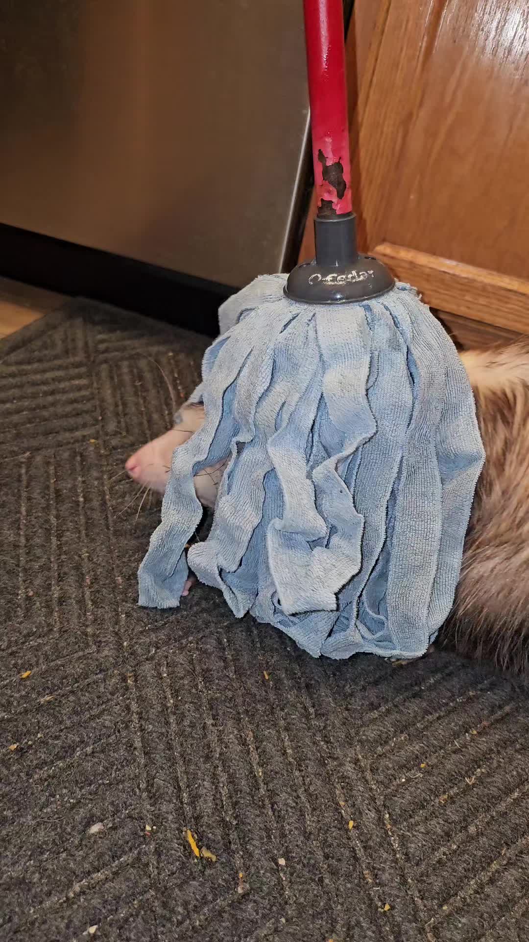 @OPOSSUMDAWGMOM