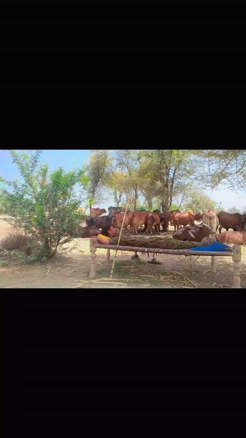 @🐄🐄🐄🐄🥀🥀🥀❣️❣️03287490091