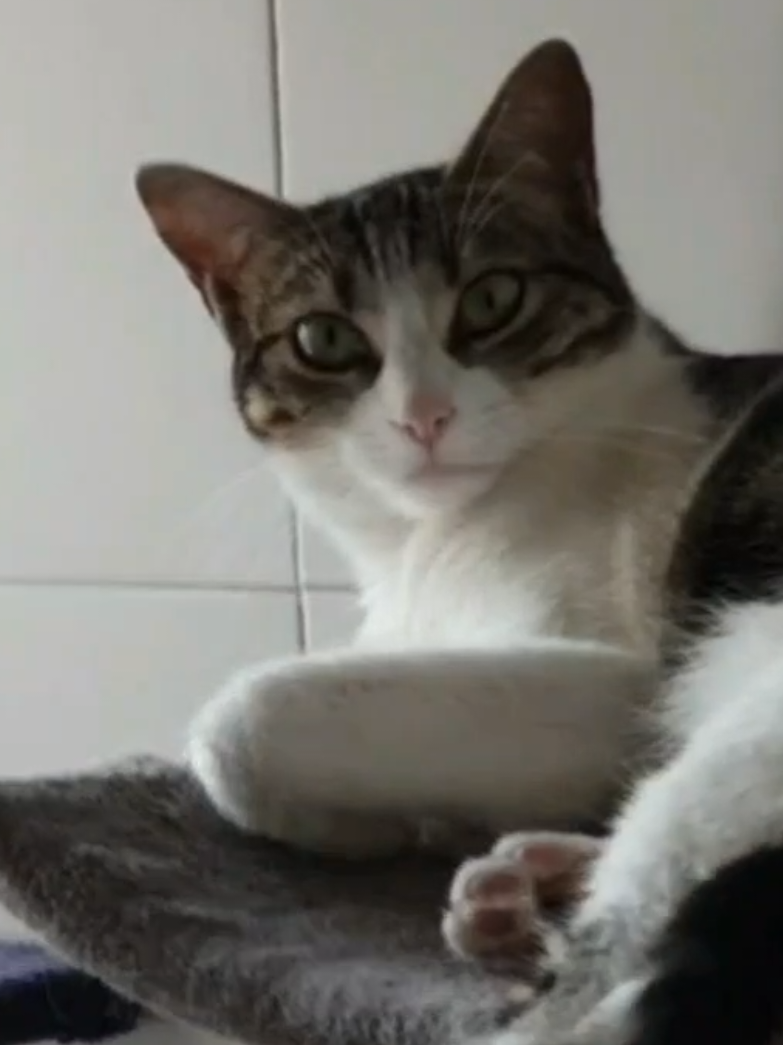 @nikii