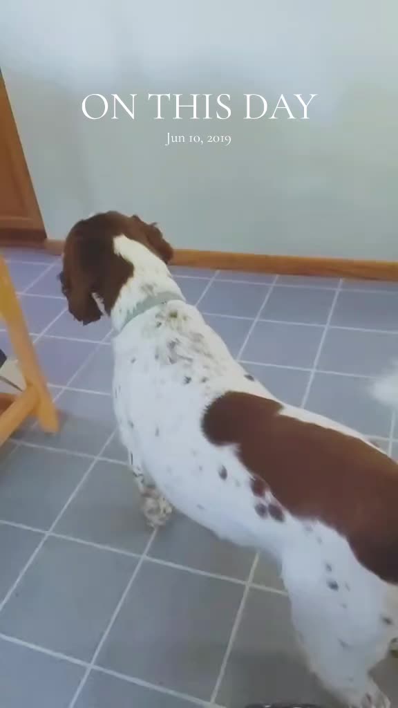 @Gizmo_in_boots