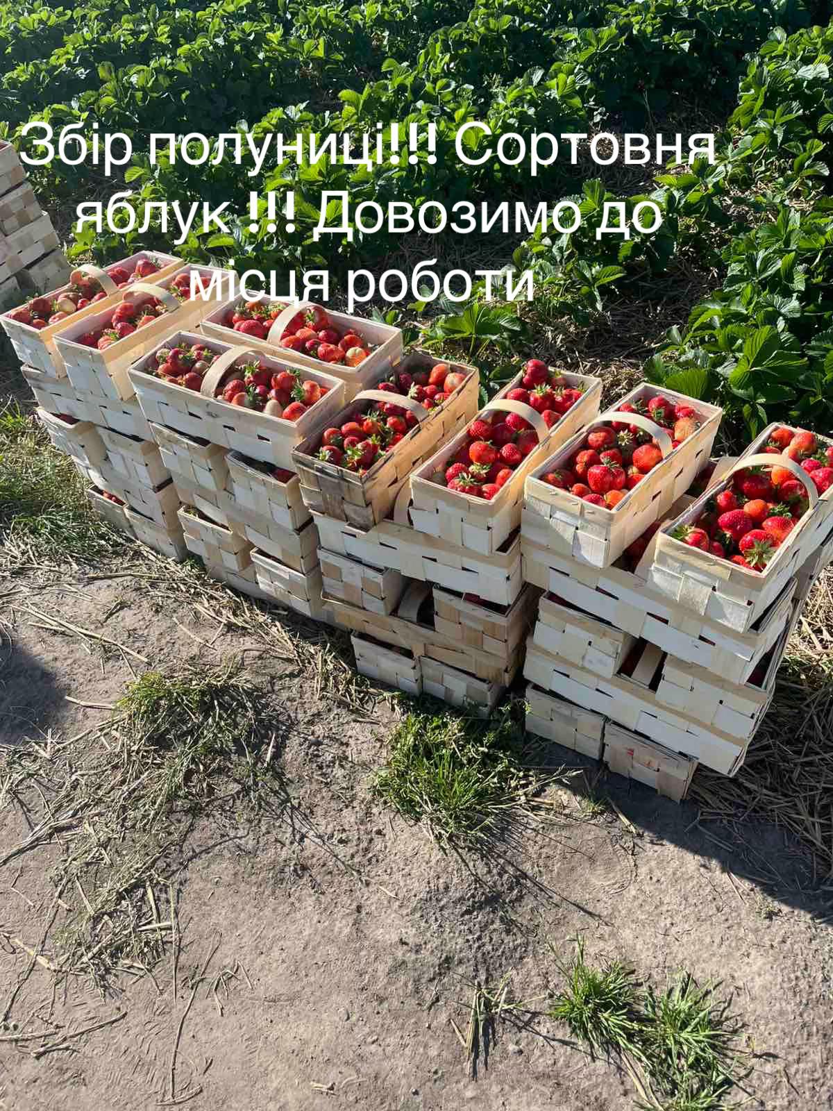 @Світлана