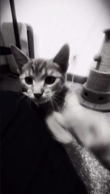 @The Fur Seasons Feline Rescue