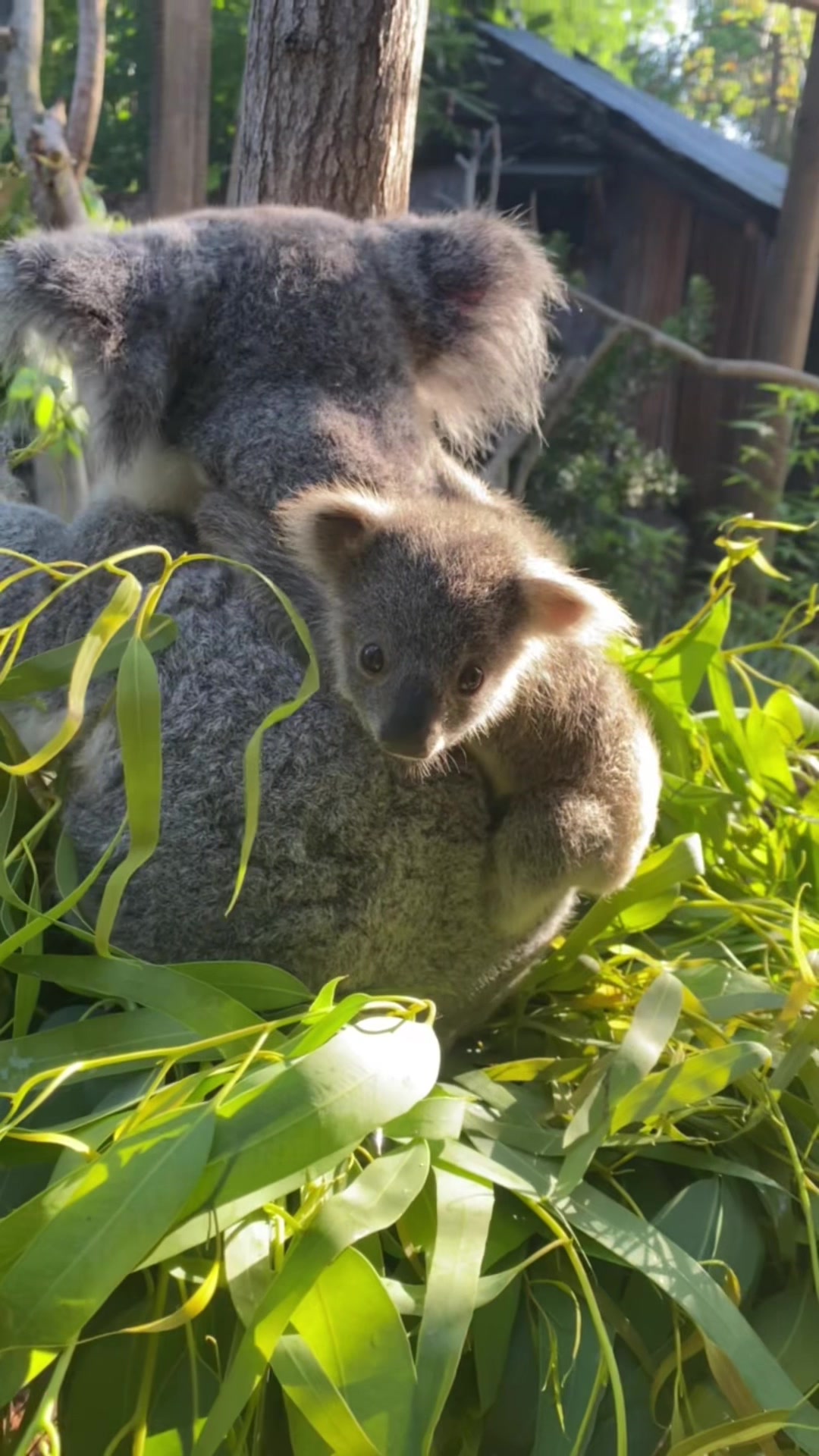 @Palm Beach Zoo