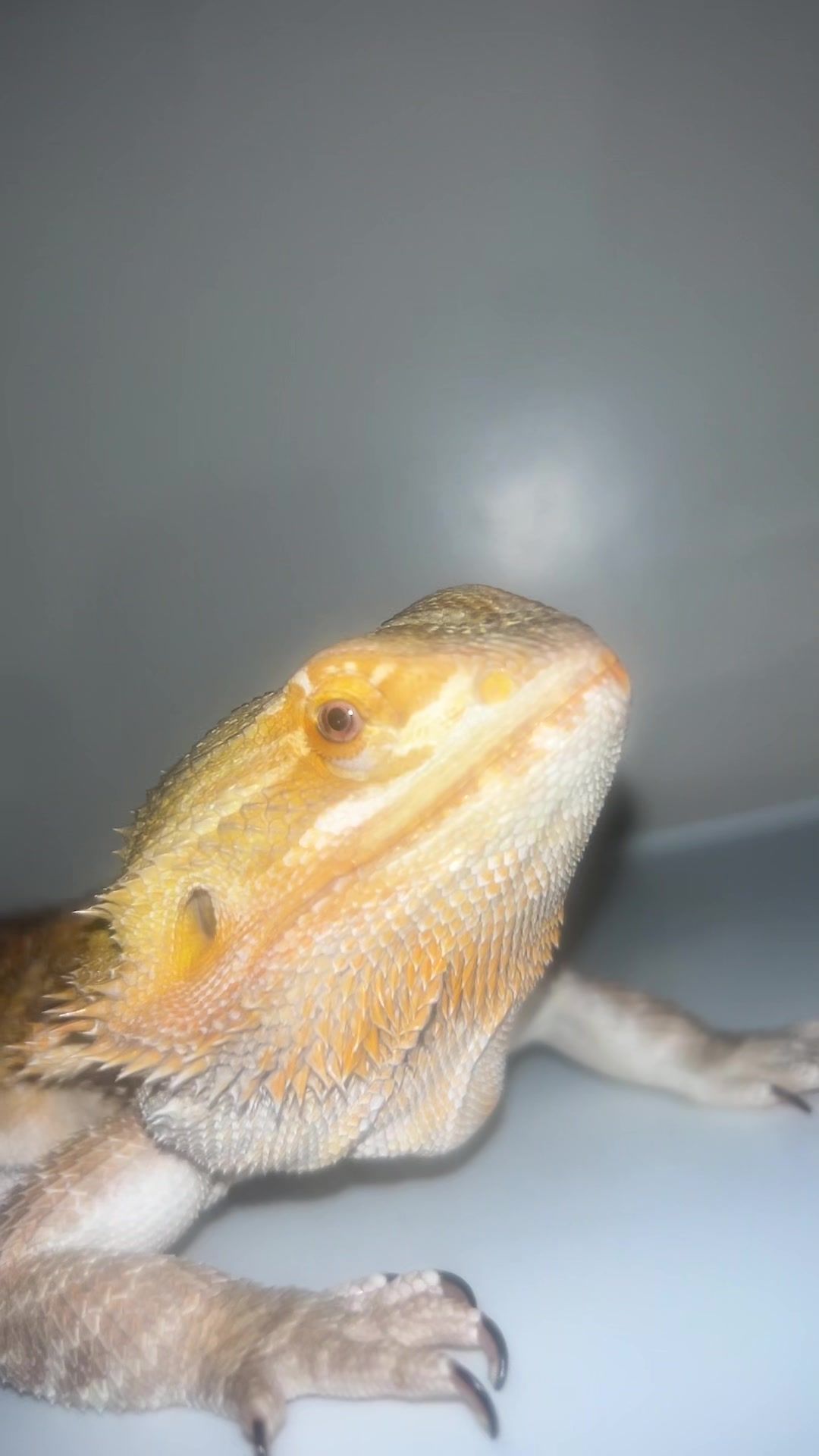 @Lizard in closet