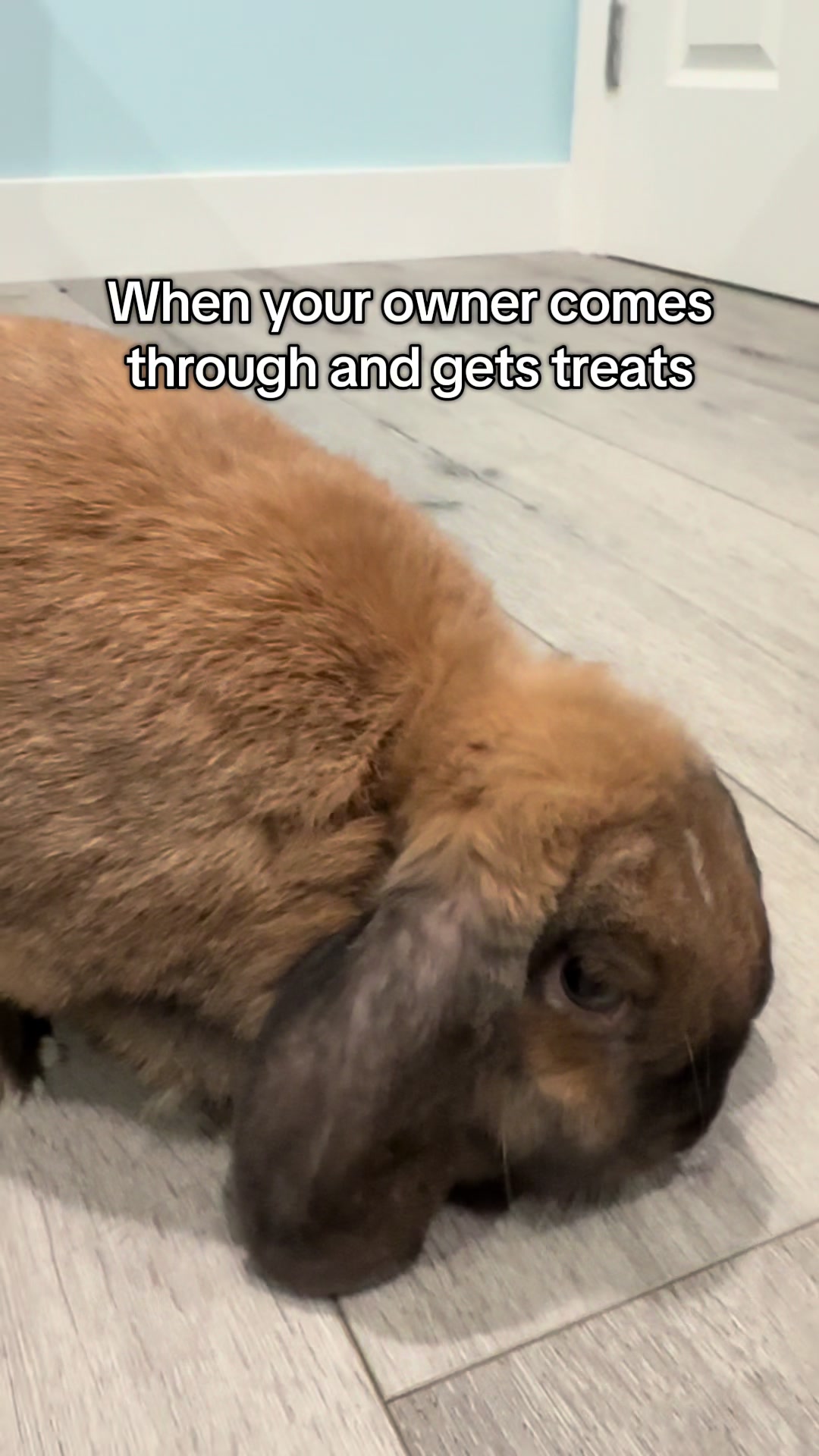 @honeythebunny24