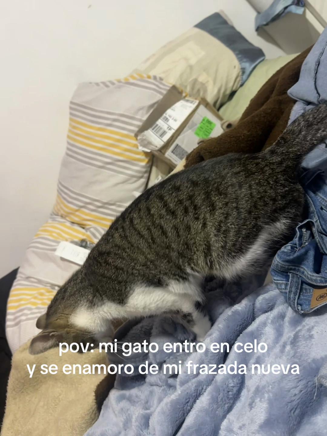 @olita