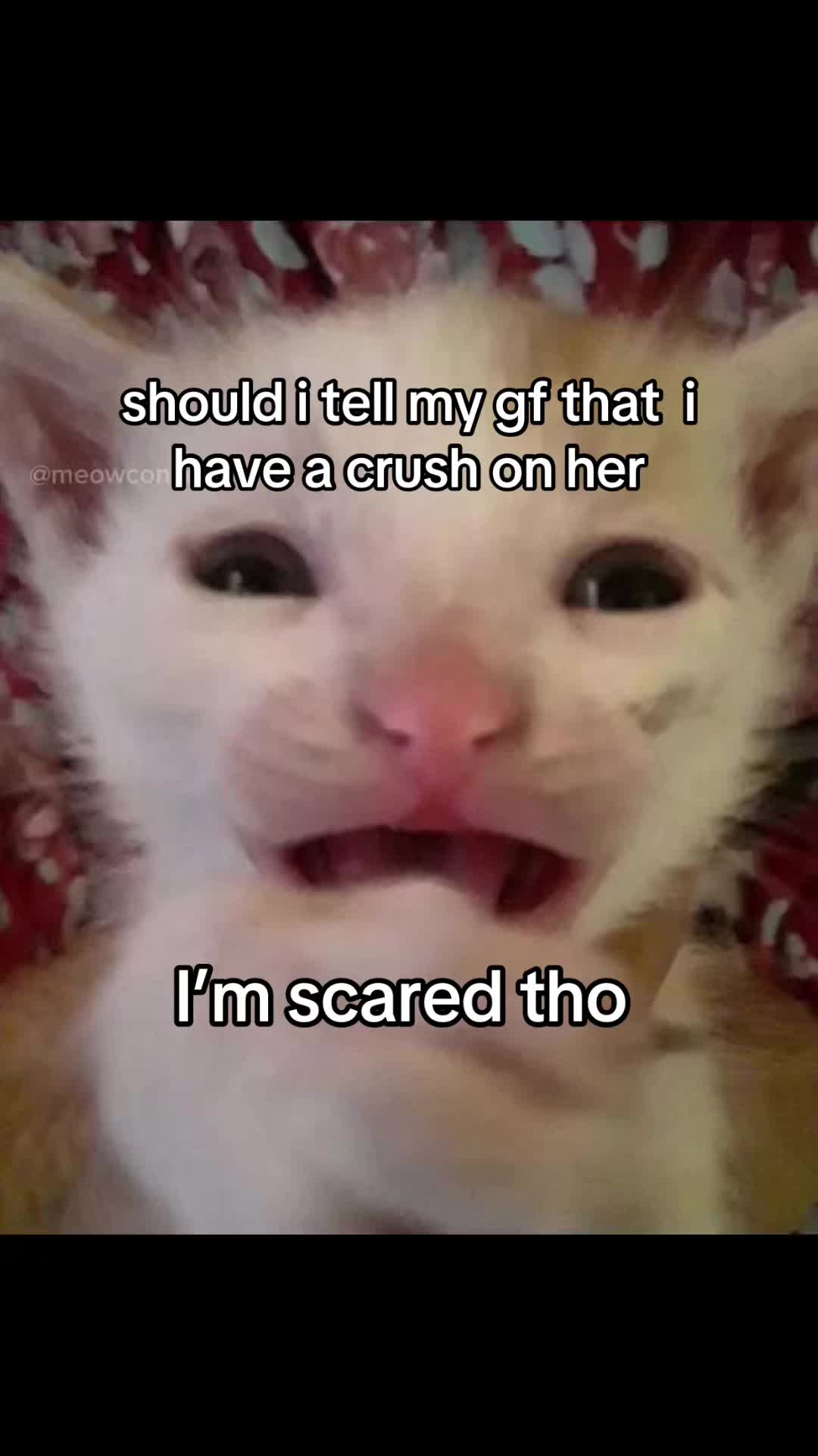 @meowconcept