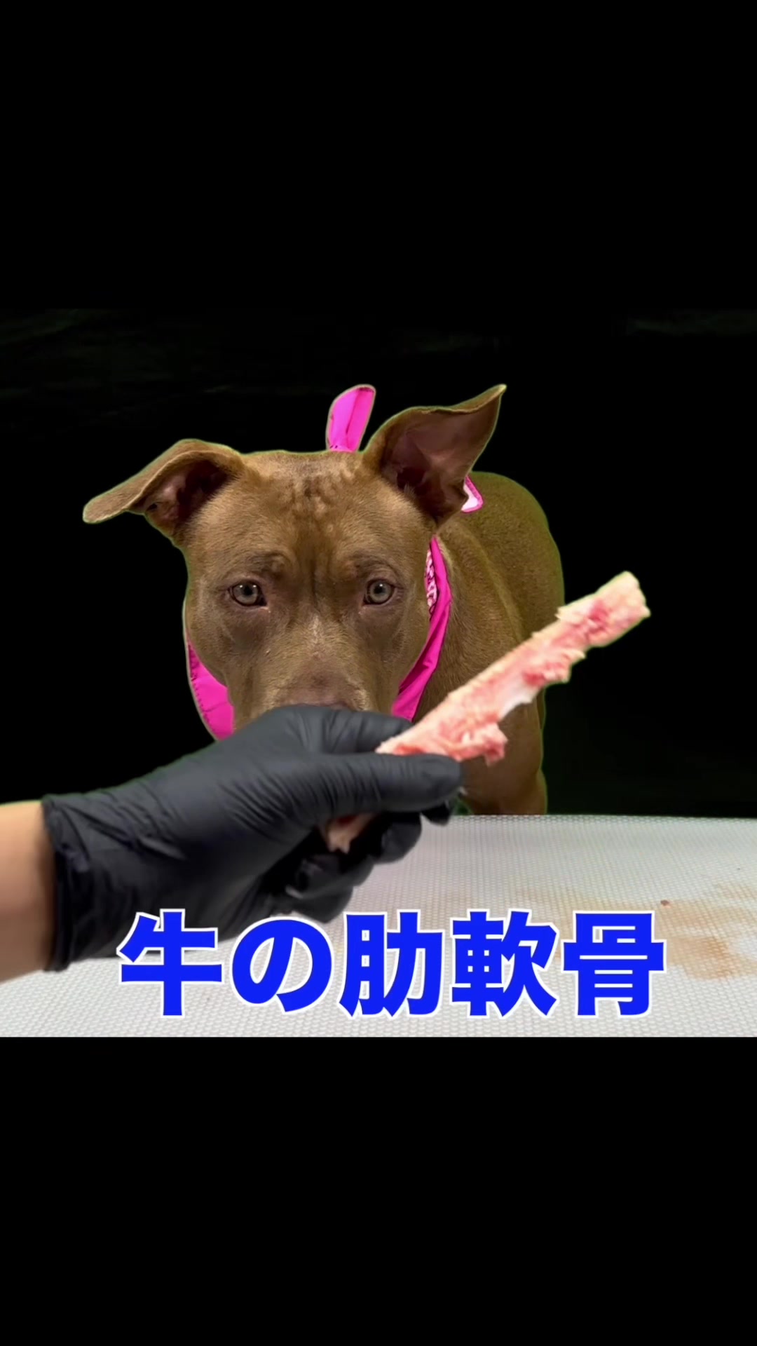 @バウンス　チャンネル