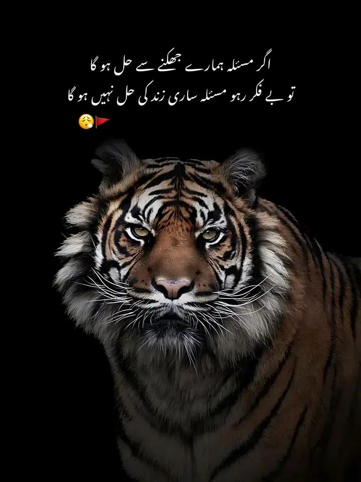 @Sado Bhai
