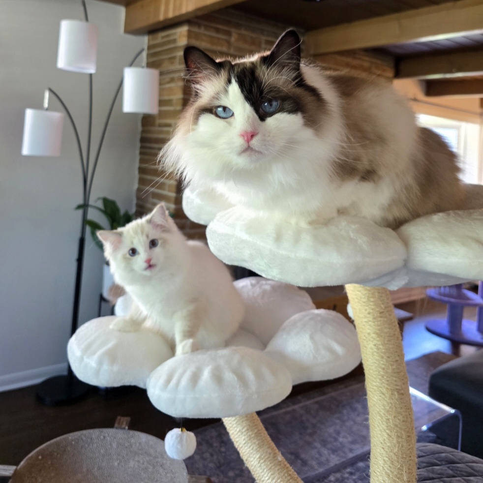 @Eevee, Yoshi & Waffles