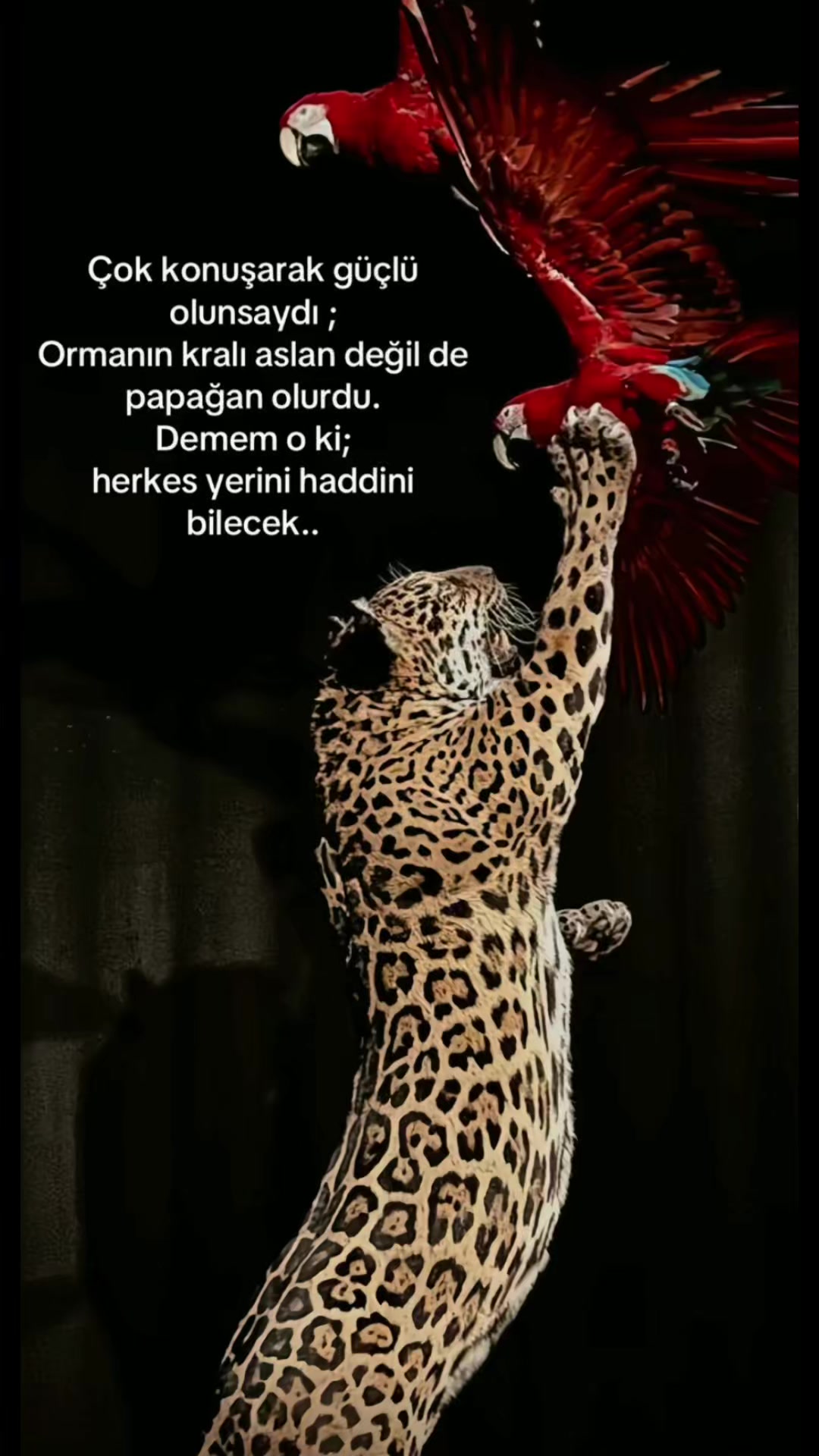 @༺᳀&Ccedil;IĞDEM᳀༻