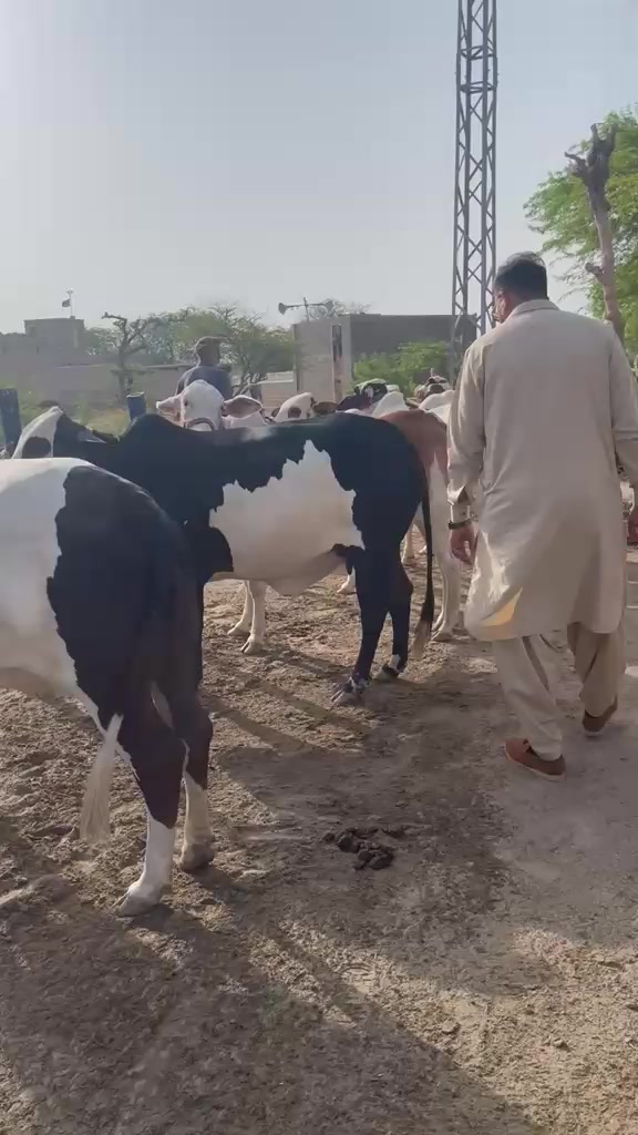 @Obaid Shaikh